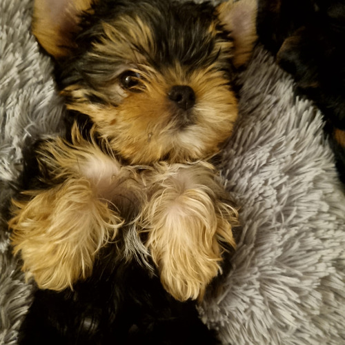 Yorkshire Terrier Miniatura Cachorros De Padres Inscritos Kc