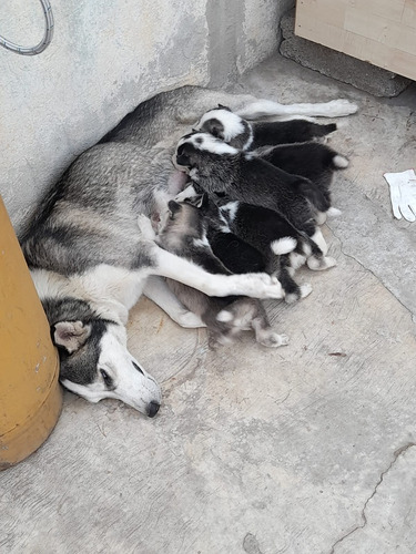 Camada De Cachorros Huskys  Siberiano  Manto Gris 