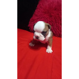 Bulldog Ingles Macho Y Hembra