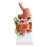 Modelo Del Sistema Digestivo Humano: Anatomía Del Estómago,