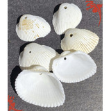 Caracol Blanco, P/ Deco, Bijou, Artesania, Candy X 250 Grams