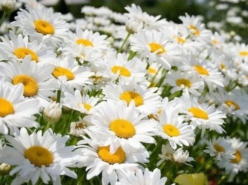 Semillas De Margarita Blanca - Flor Gigante