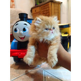 Gatito Garfield Persa 