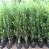 Kit 10 Mudas De Podocarpus/podocarpo Ideal Para Cerca Viva 