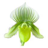 Orquídea Sapatinho Paphiopedilum Samba Lime