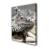 Cuadro 40x60cm Iguana Reptil Lagartija Fauna M5