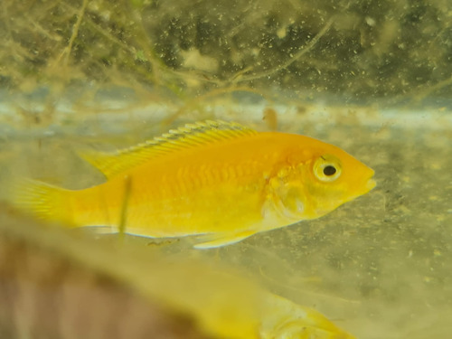 Ciclídeo Labidochromis Yellow 5 A 6 Cm 