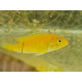 Ciclídeo Labidochromis Yellow 5 A 6 Cm 