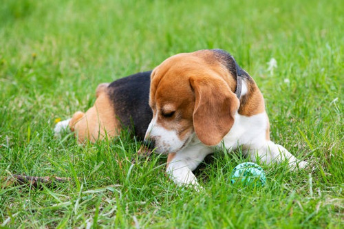 Cachorro Beagle Tricolor 021