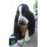 Basset Hound Cachorros Hembras Exclusivas