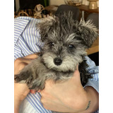 Schnauzer Ultra Mini Garantía 90 Días 