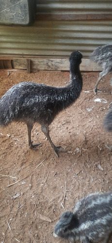 Filhote Emu Australiano 