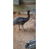 Filhote Emu Australiano 