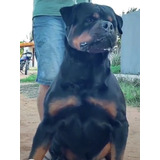 Filhotes De Rottweiler Canil Império Rott 