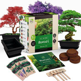 Kit De Inicio De Bonsái Kit De Árbol De Bonsái Japonés Con H