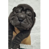 Cachorros Shar Pei,lider En Raza 