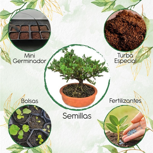 40 Semillas De Bonsái Pino Oocarpa Con Kit De Germinación