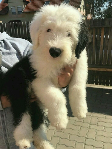 Cachorros Viejo Pastor Inglés Padres Importados 