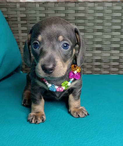 Cachorro Teckel Blue Pura Raza Bogotá Animal Pets Colombia