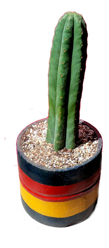 Maceta Arcilla Cactus Echinopsis Pachanoi