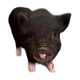 Cerdo Minipig