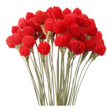 Mihuage Globe Amaranth Flower Con Paja De Trigo 40pcs Bouque