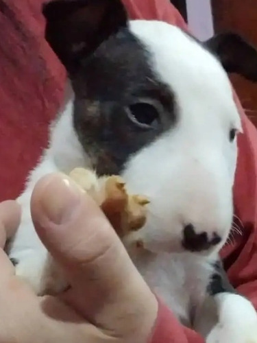 Cachorros Bull Terrier 