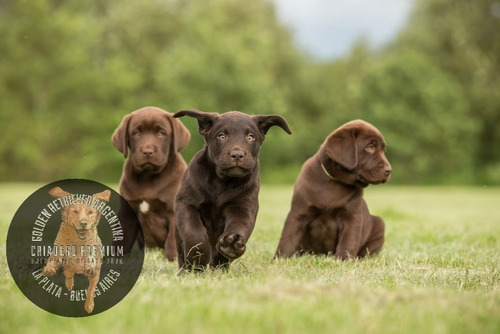 Cachorros Labrador Chocolate Machos Y Hembras, 100% Puros