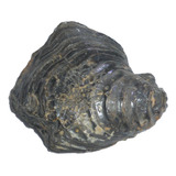 Mineral De Colección Concha Fósil Natural