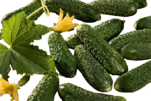 350 Sementes De Pepino Picles  P/ Conserva Smr58 Promoçao