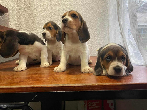 Hermosos Beagle Tricolor