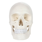 Model De Calavera 1:1 Human Cráneo Anatomy
