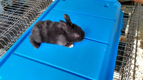 Conejo Común Para Mascota Hermoso Conejo