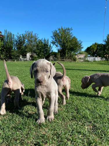 Cachorros Weimaraner (macho)