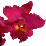 Orquídea Adulta, Catleya Vermelha, Blc. Chia Lin, Liveart 