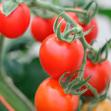 600 Semillas De Tomate Saladette