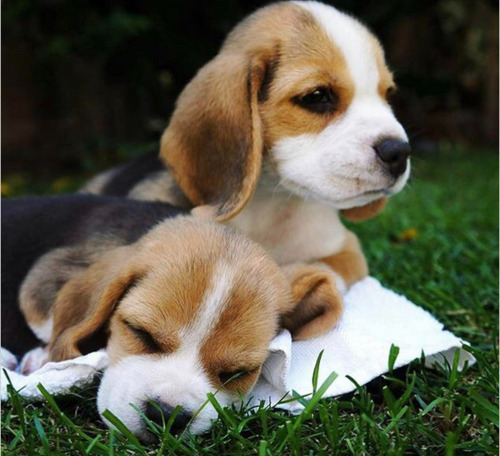 Cachorros Beagle ,  Genetica Seleccionada