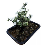 1 Planta Árvore Bonsai Serissa Variegata Flor Branca Chinesa