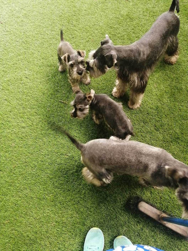 Cachorros Schnauzer Finos Para El Día Del Niño, De Criadero