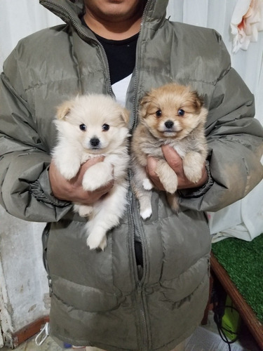 Pomerania Machos