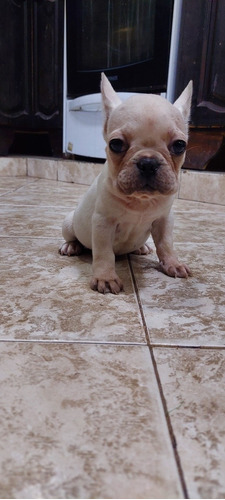 Cachorras Bulldog Frances 