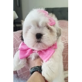 Filhote De Shih Tzu Micro