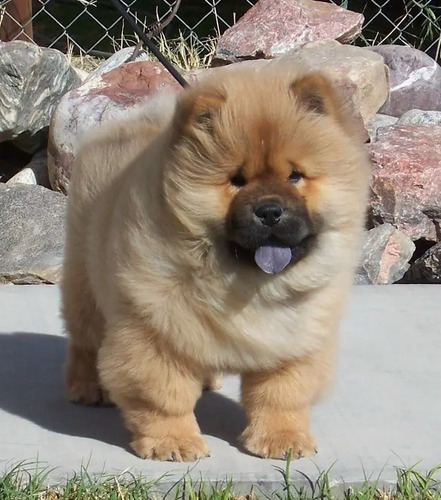 Cachorros Chow Chow Calidad Vip | Meses sin interés
