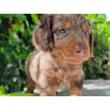 Cachorro Teckel Choco Merle Pelo Largo Cali Animal Pets