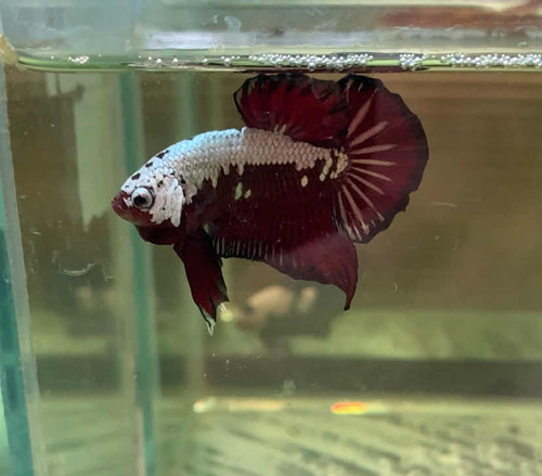 Betta Red Dark Samurai Ohm