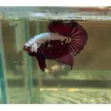 Betta Red Dark Samurai Ohm