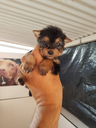 Cachorro Yorkshire Terrier Miniatura