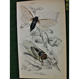 Insectos Grabado Coloreado 10 X 16,50 Edimburgo 1833 Nº 21