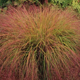 15 Semillas De Hierba Cola De Faisán! Stipa Ornamental Cobre