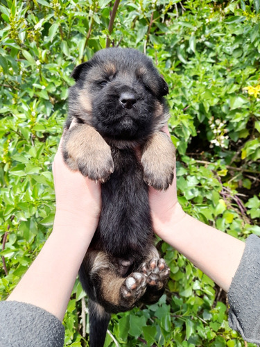 Cachorro Ovejero Aleman